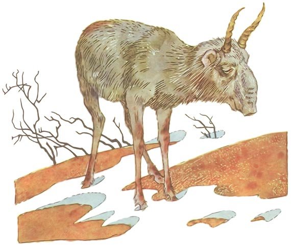 Сайгак для детей