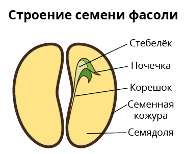 Строение семени 6 класс биология