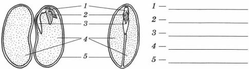 Строение двудольного семени фасоли