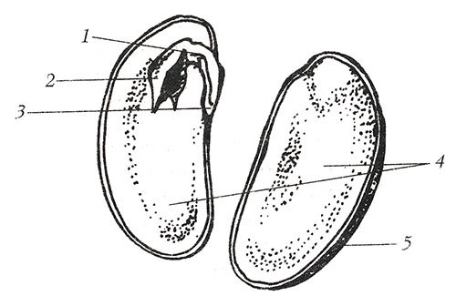 Рис.1. строение семени фасоли