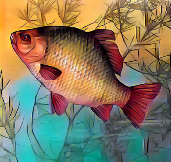 Карась для детей