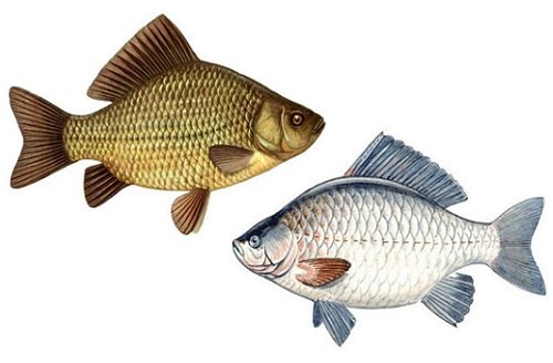 Карась для детей