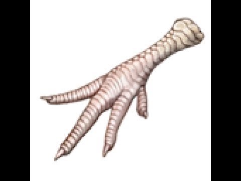 Отпечатки лап птиц