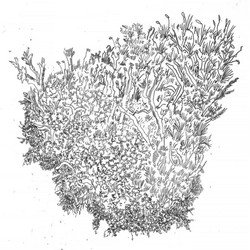 Мох раскраска для детей