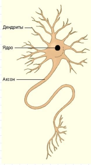 Нервная ткань Аксон строение