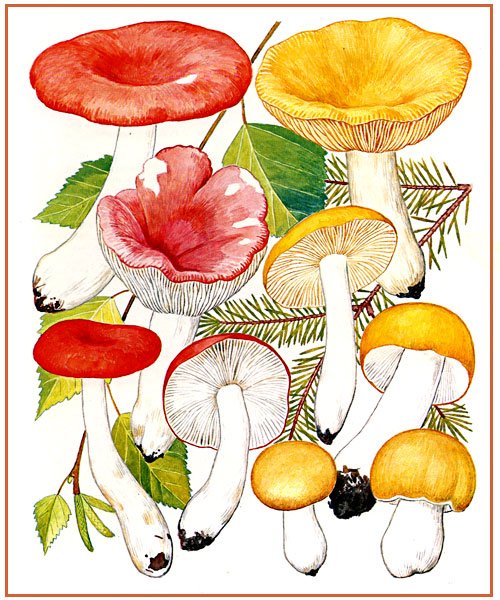 Гриб сыроежка на белом фоне