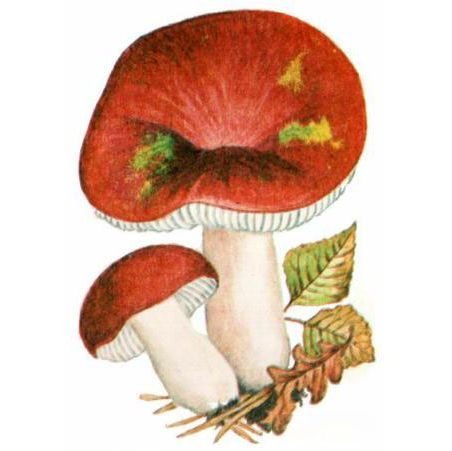 Нарисовать сыроежку гриб