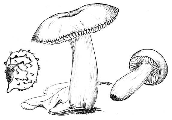 Гриб сыроежка на белом фоне