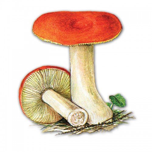 Сыроежка остроедкая (Rússula Sardónia)