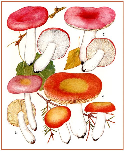 Рисование гриб сыроежка