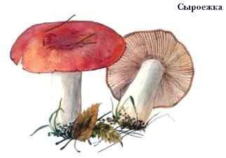 Рисунок сыроежка (49 фото)