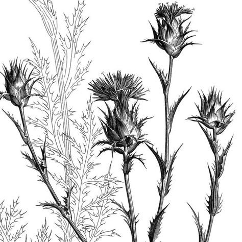 Чертополох тату ботаника