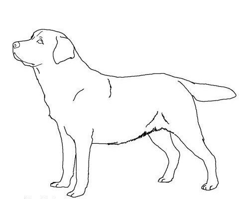 Лабрадор ретривер