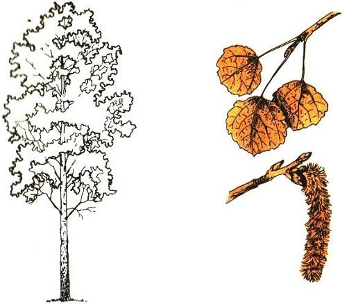 Осина для детей