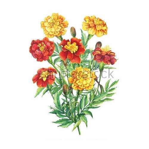 Бархатцы референс