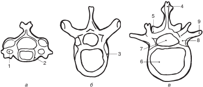 Шейный позвонок грудной позвонок поясничный позвонок