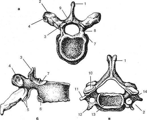 Грудной позвонок вид сверху и сбоку