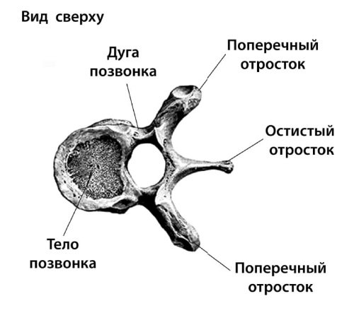 Схема строения позвонка