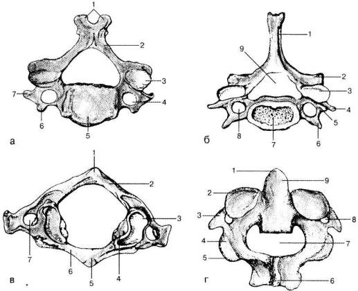 Грудной позвонок Атлант