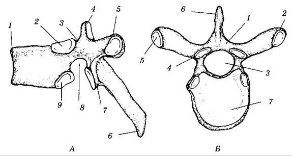 Грудной позвоночк вид с боку