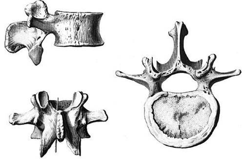 Поясничный позвонок вид сверху и вид сбоку