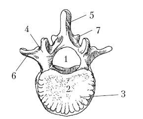 Поясничный позвонок анатомия без подписей