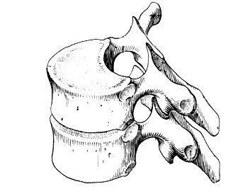 Строение позвонка без подписей