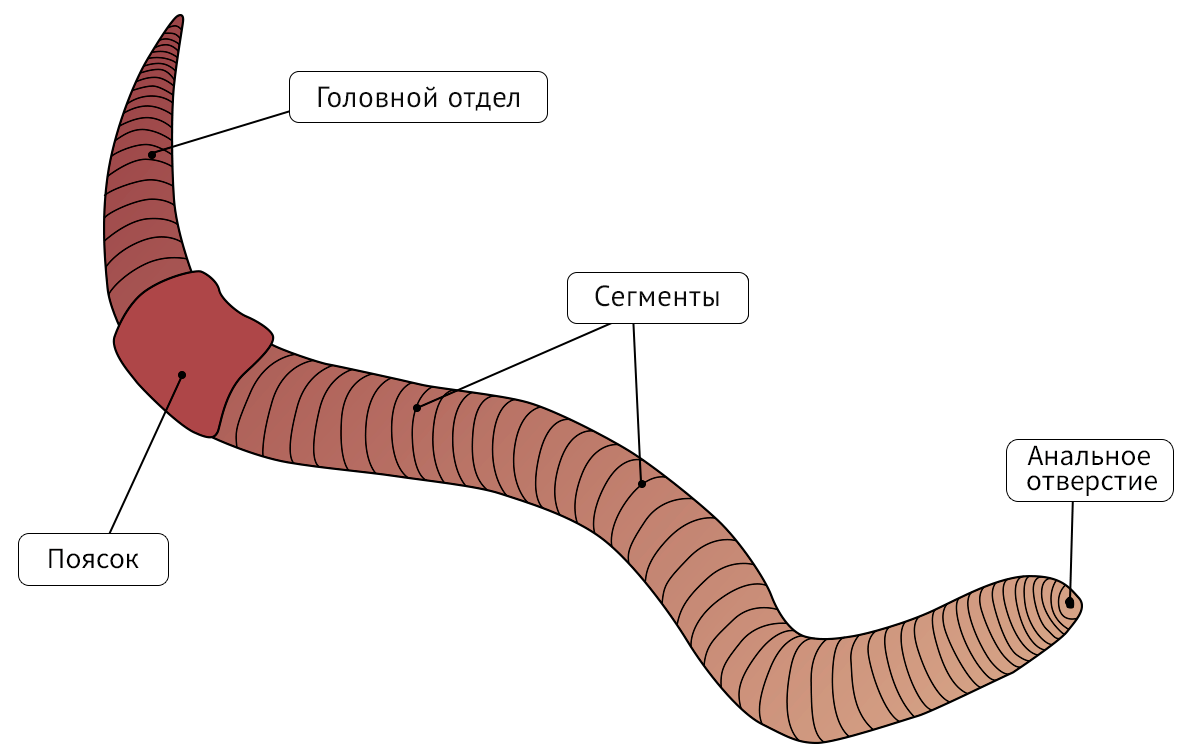 Малощетинковые кольчатые черви. Строение кольчатого червя. Кольчатые черви дождевой червь. Рисунок строения червя