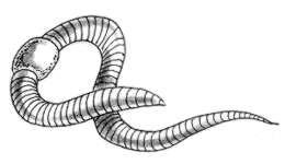 Червяк раскраска для детей