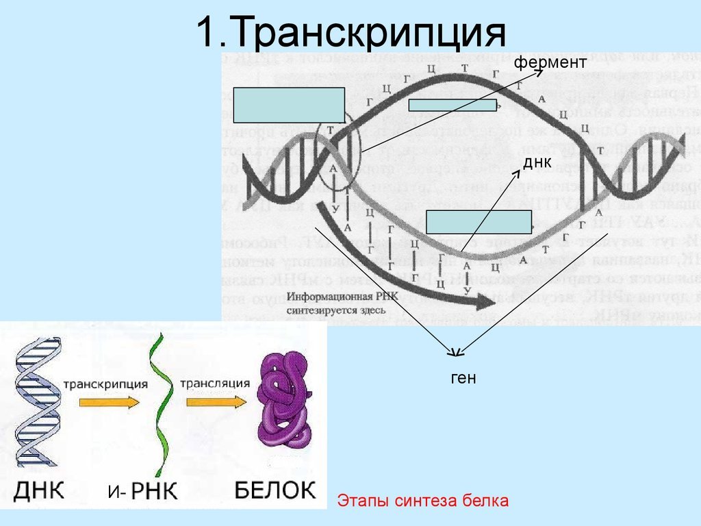 Биосинтез белка процесс транскрипции