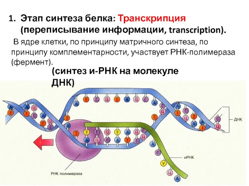 Синтезируется рнк полимеразой. Этапы биосинтеза белка ДНК. Этапы синтеза белка РНК полимераза. Этапы матричного синтеза белка транскрипция. Схема транскрипции синтеза белка.