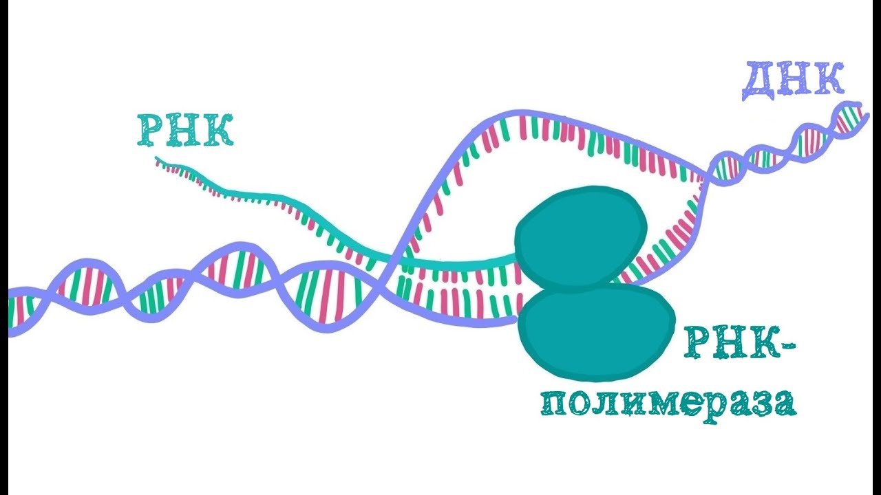 Матричная и транскрибируемая днк. Транскрипция РНК полимераза. Транскрипция трансляция репликация. Транскрипция рисунок. Транскрипция ДНК.