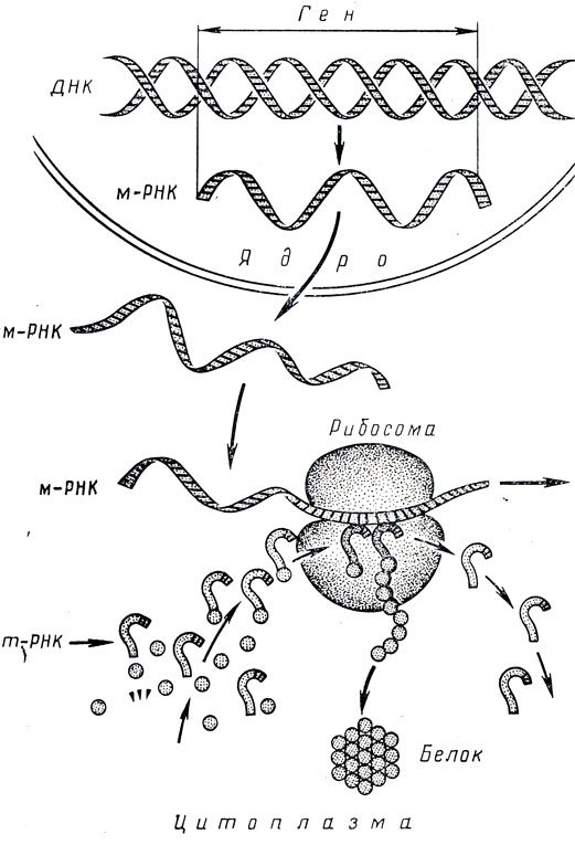 Синтез белка механизмы. Схема биосинтеза белка в живой клетке рис 17. Биосинтез белка биология в схемах. Процесс синтеза белка схема.