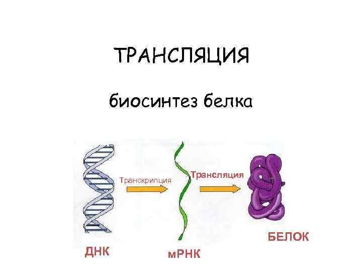 Транскрипция трансляция биосинтез. Синтез белка схема. Этапы синтеза белка схема. Схема транскрипции синтеза белка. Этапы синтеза белка рисунок.