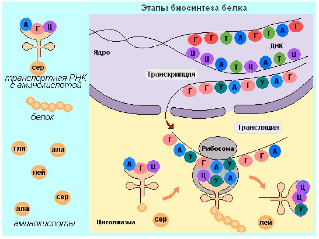 2 этап синтеза. Схема синтеза белка в клетке. Этапы синтеза белка схема. Схема биосинтеза белка транскрипция и трансляция. Процесс синтеза белка транскрипция.