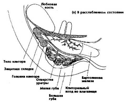 Анатомия влагалища уретра