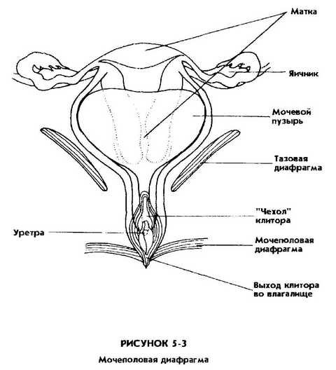 Мочеполовая диафрагма у женщин схема