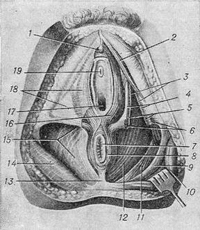 Седалищно прямокишечная ямка