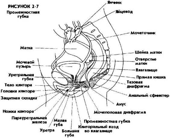 Схема женщины, где находится клитор