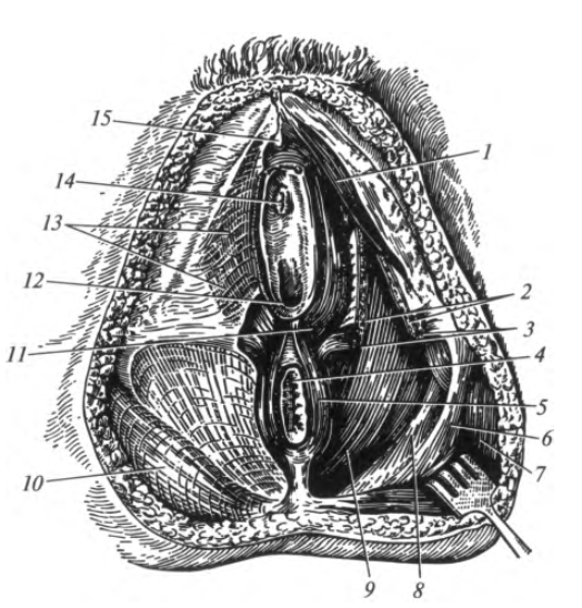 Луковично-губчатая мышца анатомия
