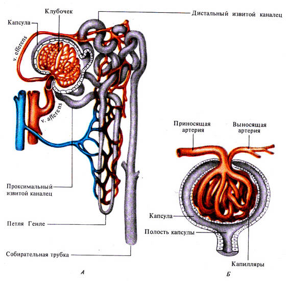 Собирательная трубка нефрона