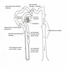 Строение нефрона почки ЕГЭ