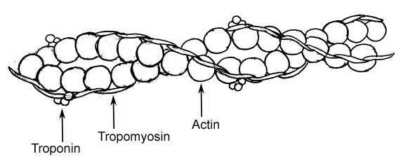 Actin Microfilaments