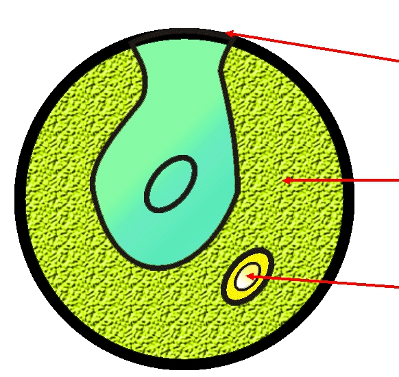 Хроматофор хлореллы