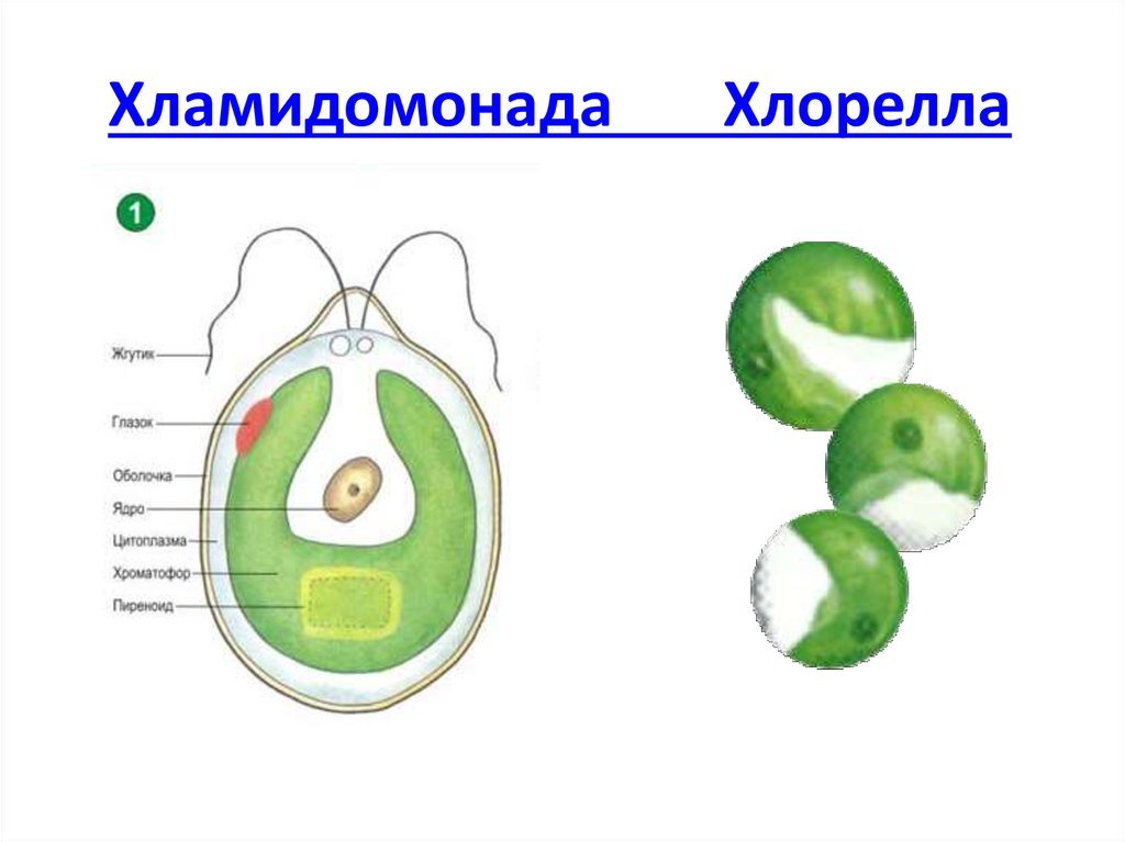 Одноклеточные водоросли биология. Строение одноклеточной водоросли хламидомонады рисунок. Одноклеточная водоросль хлорелла строение. Строение одноклеточной водоросли хламидомонады. Хламидомонада и хлорелла строение клетки.