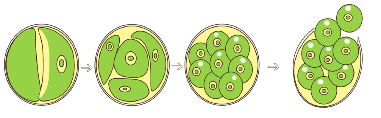Размножение клеток водорослей. Хлорелла строение клетки. Хлорелла водоросль биология. Хлорелла строение размножение. Хлорелла водоросль строение.