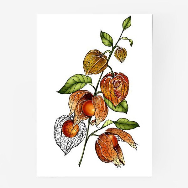 Физалис Ботаническая иллюстрация