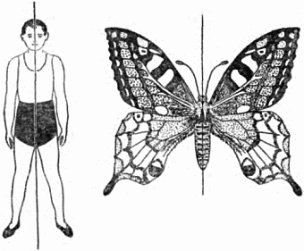 Зеркальная симметрия (симметрия относительно плоскости).