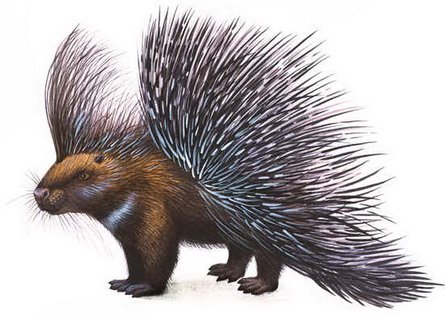 Дикобраз персонаж