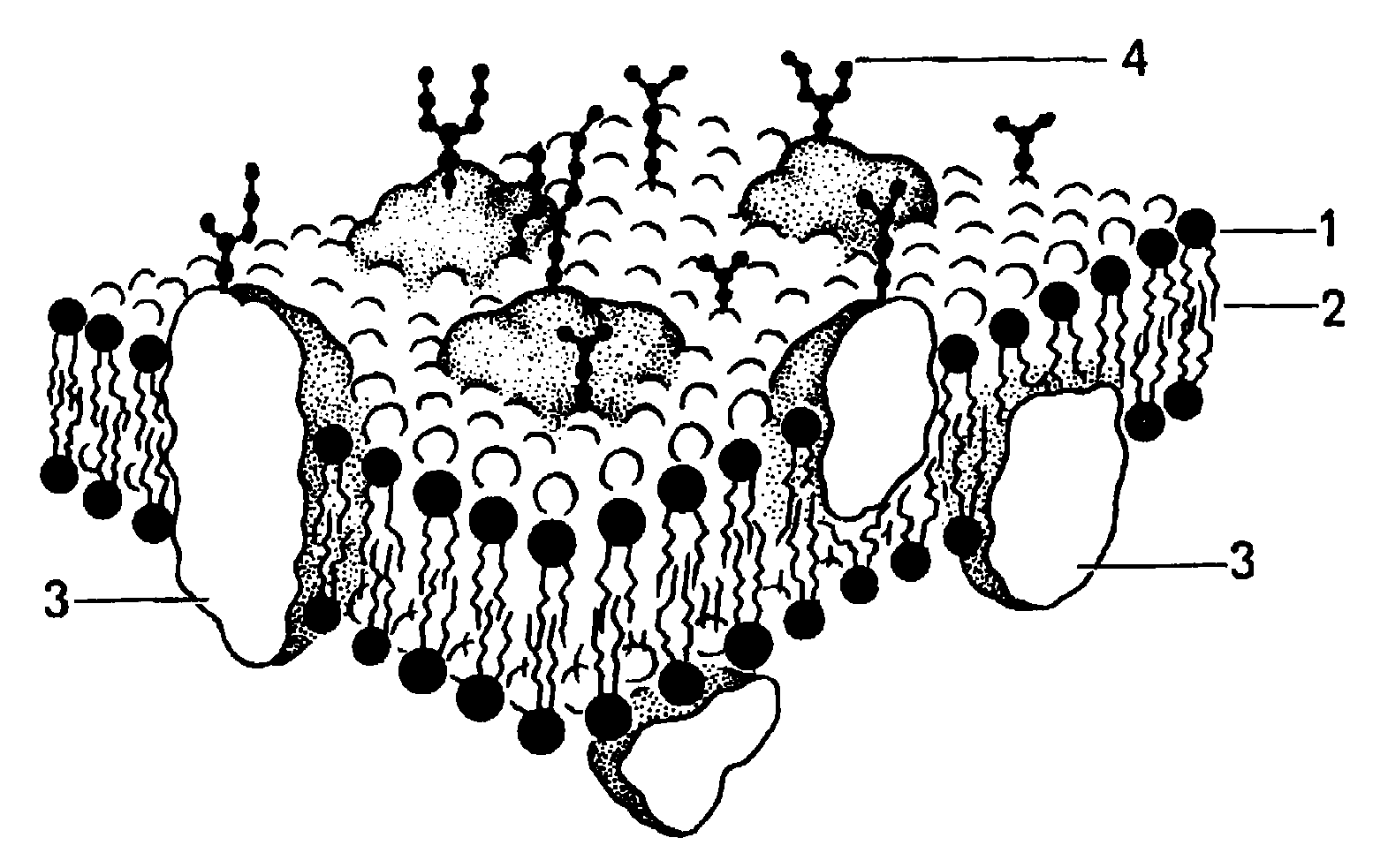 Структура рисунки. Схема плазматической мембраны клетки. Структура клетки плазматическая мембрана. Мембрана строение плазмолемма. Плазматическая мембрана строение рисунок.